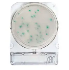 Compact Dry® X-BC (Bacillus cereus)