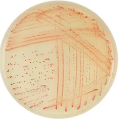CHROMagar™ Campylobacter
