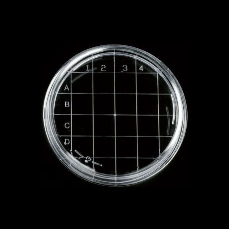 Rácsozott petricsésze