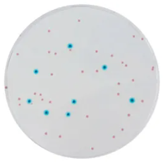 CHROMagar™ Enterobacteria