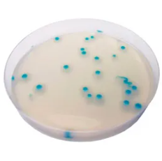 CHROMagar™ B. cereus