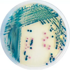 CHROMagar™ Yersinia enterocolitica